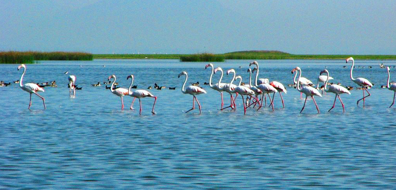 chilika-lake