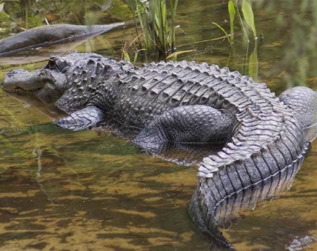 Bhitarkanika Saltwater Crocodile