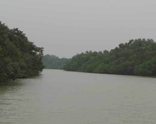 Bhitarkanika mangroves forest