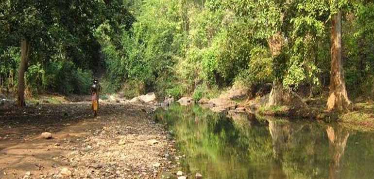 silted-lotus-pond-bhitarkanika